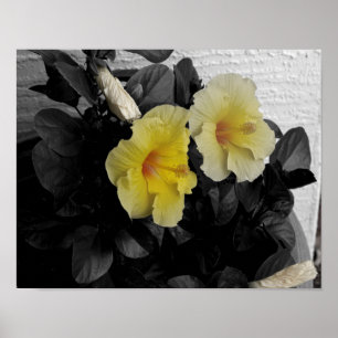 Gelbes Hibiskus-Selektivfarben-Foto Poster