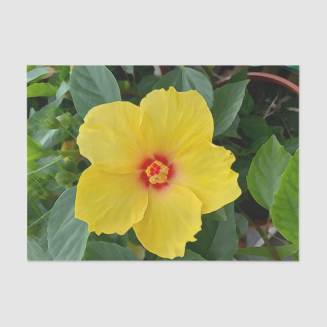 Gelbes Hibiskus-Tissue-Papier Seidenpapier (Vorderseite)