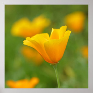 Gelbes Kalifornien-Mohnblumen-Plakat Poster