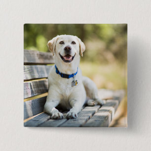 Gelbes Labrador liegt auf der Bank Button