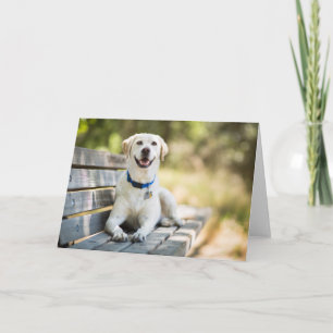 Gelbes Labrador liegt auf der Bank Karte