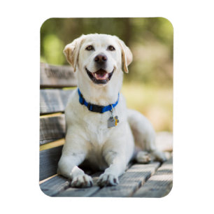 Gelbes Labrador liegt auf der Bank Magnet