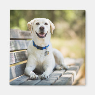 Gelbes Labrador liegt auf der Bank Magnet