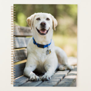 Gelbes Labrador liegt auf der Bank Planer