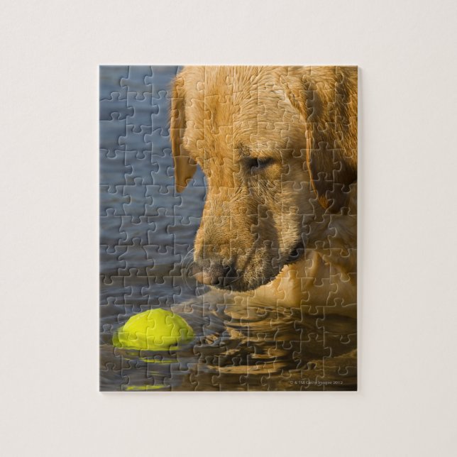 Gelbes Labrador mit einem Tennisball im Wasser (Vertikal)