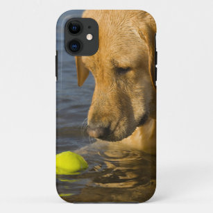 Gelbes Labrador mit einem Tennisball im Wasser Case-Mate iPhone Hülle