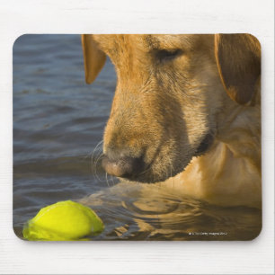 Gelbes Labrador mit einem Tennisball im Wasser Mousepad