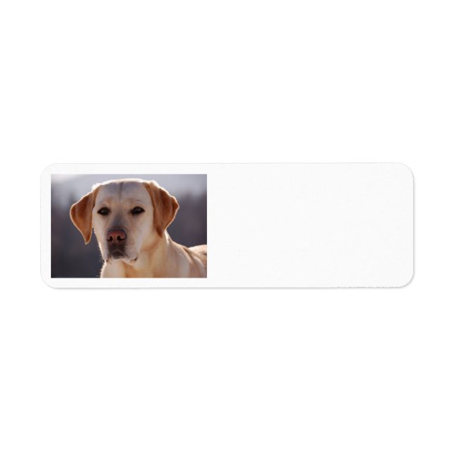 gelbes Labrador Retriever (Vorne)