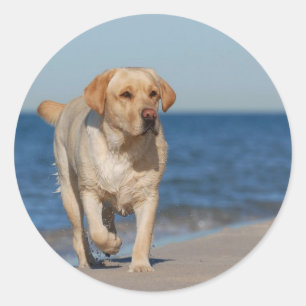Gelbes Labrador Retriever am Strand Runder Aufkleber
