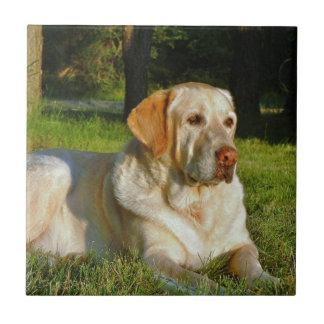 Gelbes Labrador retriever Fliese