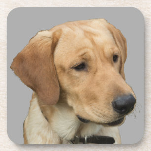 Gelbes Labrador retriever Getränkeuntersetzer