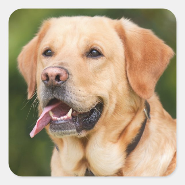 Gelbes Labrador Retriever Hund - Labrador Quadratischer Aufkleber (Vorderseite)