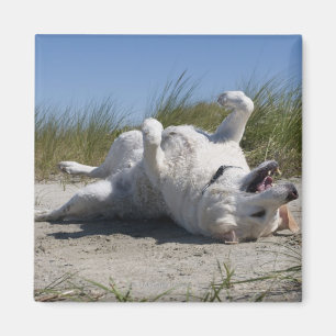 Gelbes Labrador retriever Magnet