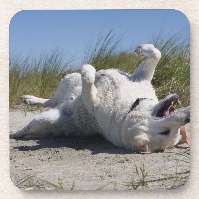 Gelbes Labrador retriever Untersetzer (Vorderseite)