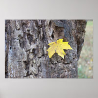 Gelbes Leaf auf Baumposter