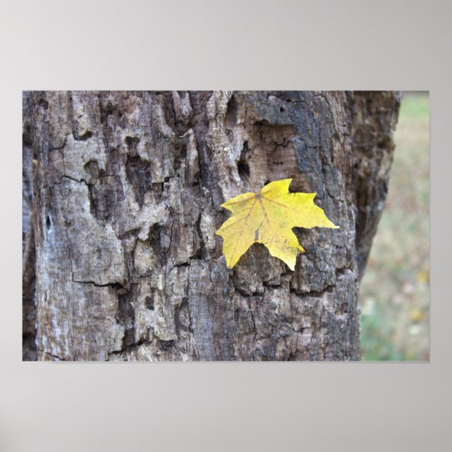 Gelbes Leaf auf Baumposter Poster (Vorne)