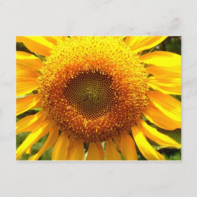 Gelbes Mammut-Sonnenblumen-Foto Postkarte (Vorderseite)
