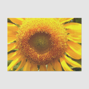 Gelbes Mammut-Sonnenblumen-Foto Seidenpapier