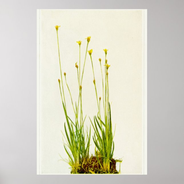 Gelbes Mit Augen Gras Poster (Vorne)
