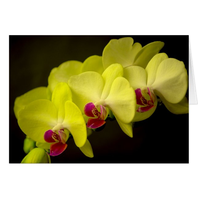 Gelbes Orchid - Karte (Vorderseite (Horizontal))