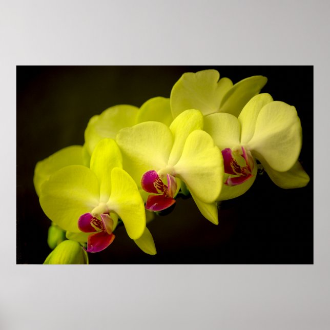 Gelbes Orchid - Poster (Vorne)