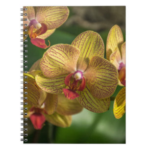 Gelbes Orchideennotizbuch Notizblock