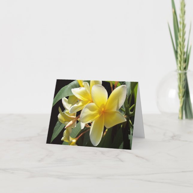 Gelbes Plumeria-Foto Faltschachtel (Vorderseite)
