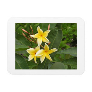 Gelbes Plumeria-Tropenblumen-Foto-Kühlschrankmagne Magnet