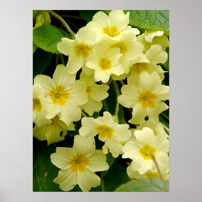 Gelbes Primula/Primrose Blume Print/Poster Poster (Vorne)