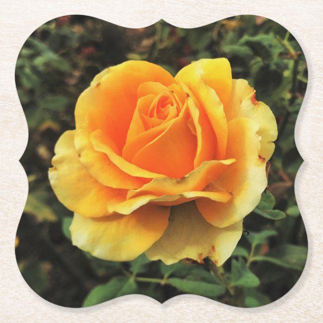 Gelbes Rose in der Natur Untersetzer (Vorderseite)