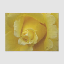Gelbes Rosengewebe