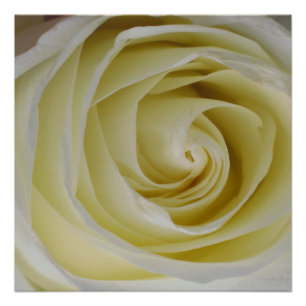 Gelbes Rosenposter Druck
