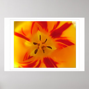 Gelbes, rotes Tulpenmakro-Bild Poster
