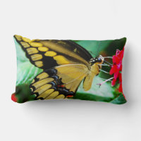 Gelbes Schmetterling-Foto aus schwarzem Frack