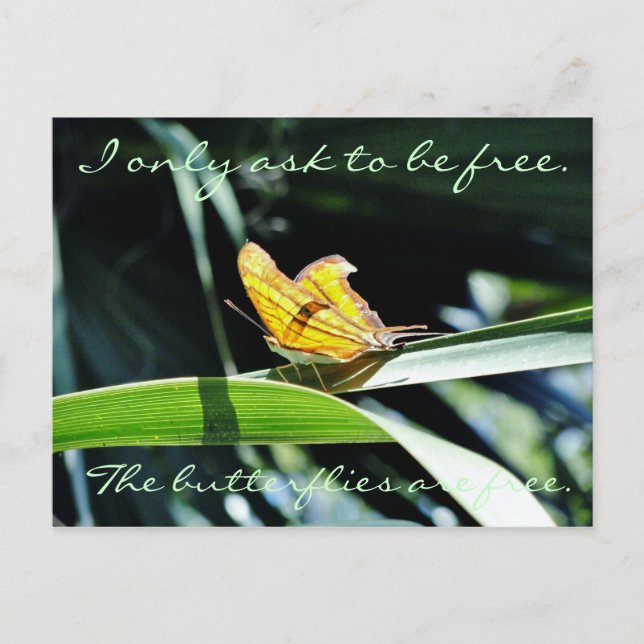 Gelbes Schmetterling in der Sonnenkarte Postkarte (Vorderseite)