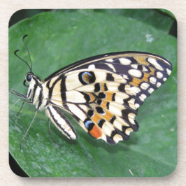 Gelbes Schwarzes und Weiß-Schmetterling auf der li Getränkeuntersetzer