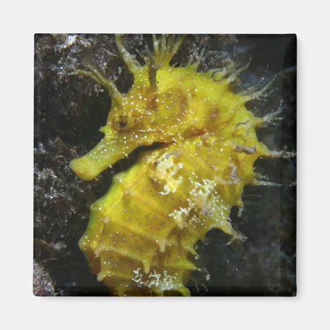 Gelbes Seepferd | Hippocampus Guttulatus Magnet (Vorne)