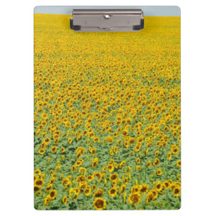 Gelbes Sonnenblume-Feld Klemmbrett