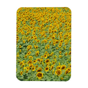 Gelbes Sonnenblume-Feld Magnet
