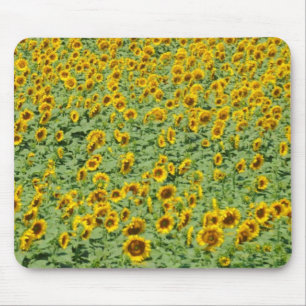 Gelbes Sonnenblume-Feld Mousepad