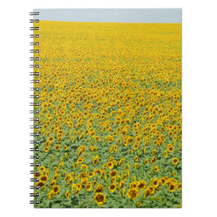 Gelbes Sonnenblume-Feld Notizblock