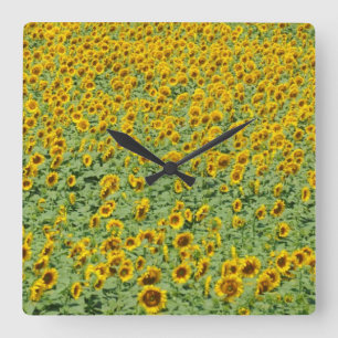 Gelbes Sonnenblume-Feld Quadratische Wanduhr