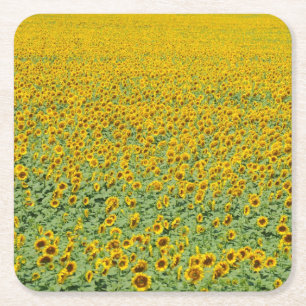 Gelbes Sonnenblume-Feld Rechteckiger Pappuntersetzer