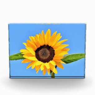 Gelbes Sonnenblumen-Foto Blockblauer Himmel Fotoblock