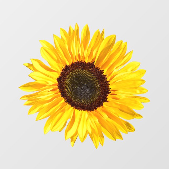 Gelbes Sonnenblumenfenster Fensteraufkleber (Blatt)