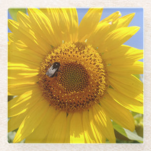 Gelbes Sonnenblumengetränk Glasuntersetzer