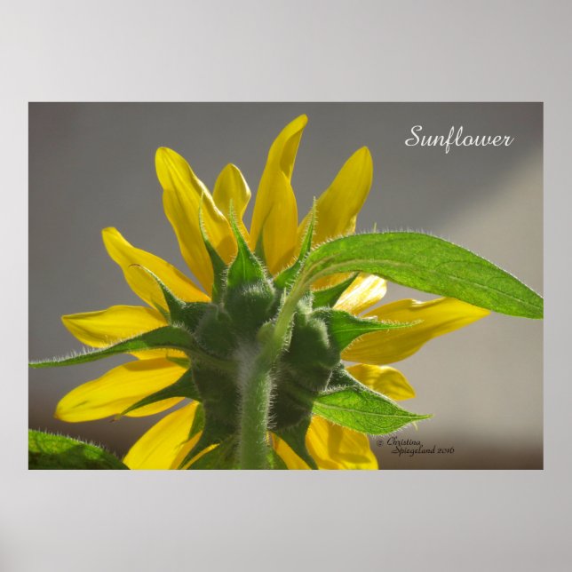 Gelbes Sonnenblumenposter oder drucken Poster (Vorne)