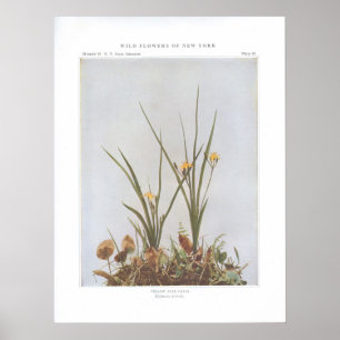 Gelbes Stern-Gras - Hypoxis Hirsuta Poster