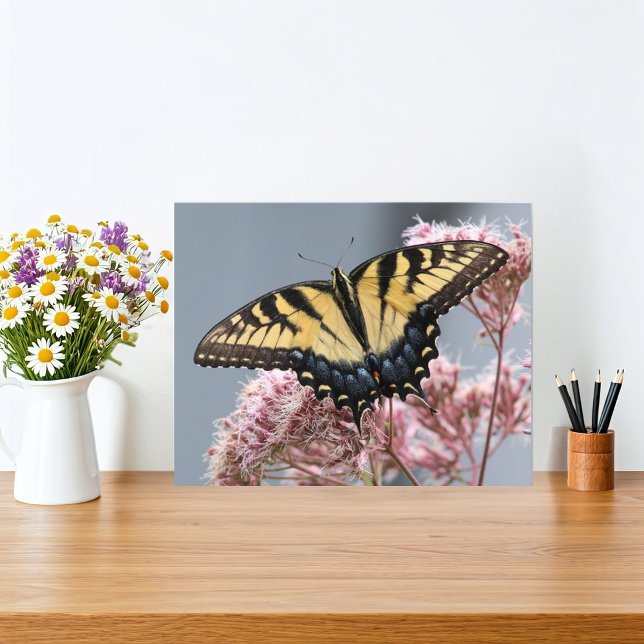 Gelbes Tiger Frack Schmetterling auf rosa Blume Fotodruck (Butterfly and flower nature print features a Yellow Tiger Swallowtail Butterfly on Joe Pye flower. )