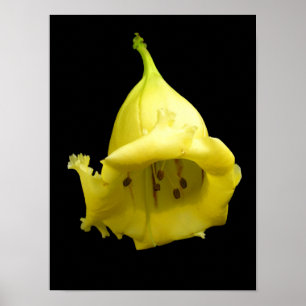 Gelbes tropisches Blossom Poster